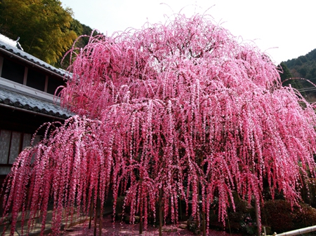 早春の花だより〜淡路島 梅の名所〜