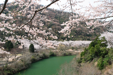 春到来♪ 淡路島の“桜の名所”ご紹介