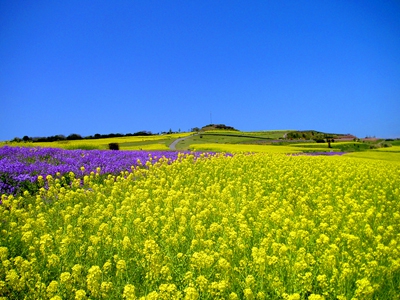 菜の花が見頃を迎えています 〜 あわじ花さじき