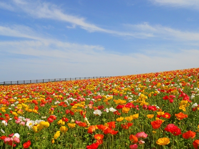 カラフルで可愛らしいポピーが出迎え 〜 あわじ花さじき