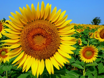 夏の花、ひまわり 〜淡路島のひまわり観賞スポット