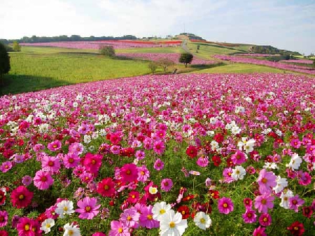 70万本のコスモスが咲き乱れるピンク色の花畑で花摘み体験 〜あわじ花さじき