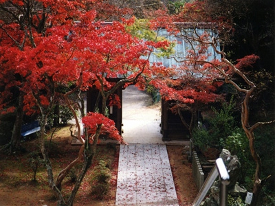 今年は綺麗に色付く予想 〜淡路島の紅葉スポットをご案内
