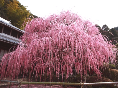 見頃を迎えています 〜淡路島の春を彩る梅の花