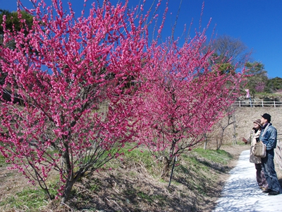 見頃を迎えています 〜淡路島の春を彩る梅の花
