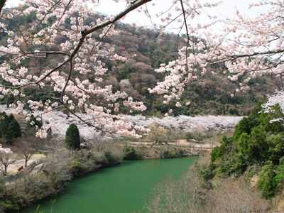 【お花見情報】この春訪れたい淡路島 桜の名所