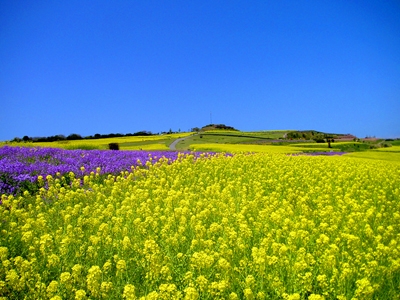 黄色い大パノラマ　あわじ花さじきで『早春菜の花まつり』開催中