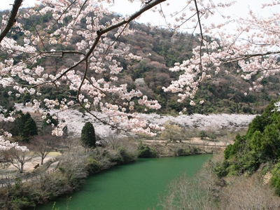 【お花見情報】この春訪れたい淡路島 桜の名所