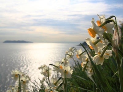 「灘黒岩水仙郷」臨時休園のお知らせ