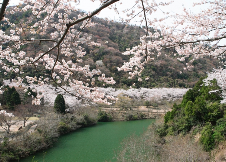 【諭鶴羽山】春にはダムの周りに山桜が咲き乱れる