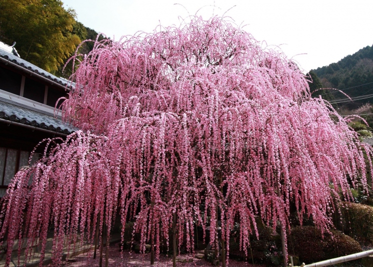 【村上邸のしだれ梅】