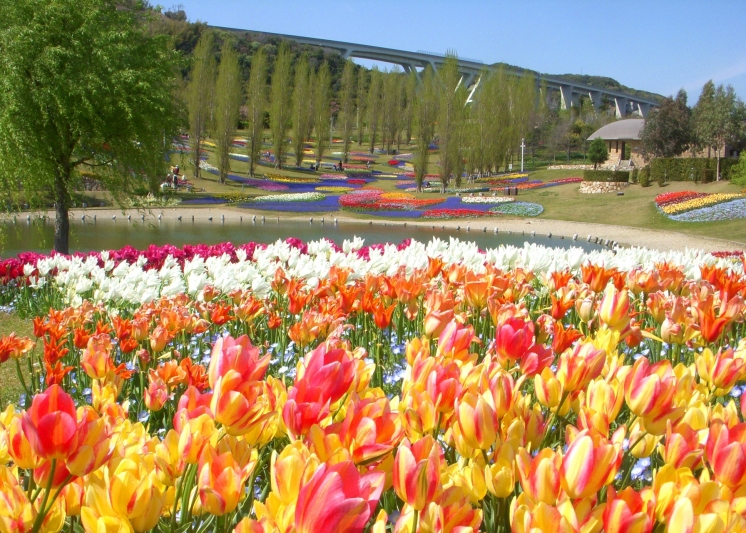 【明石海峡公園】 広大な敷地に様々な花が咲き誇る。特に春のチューリップは大人気。