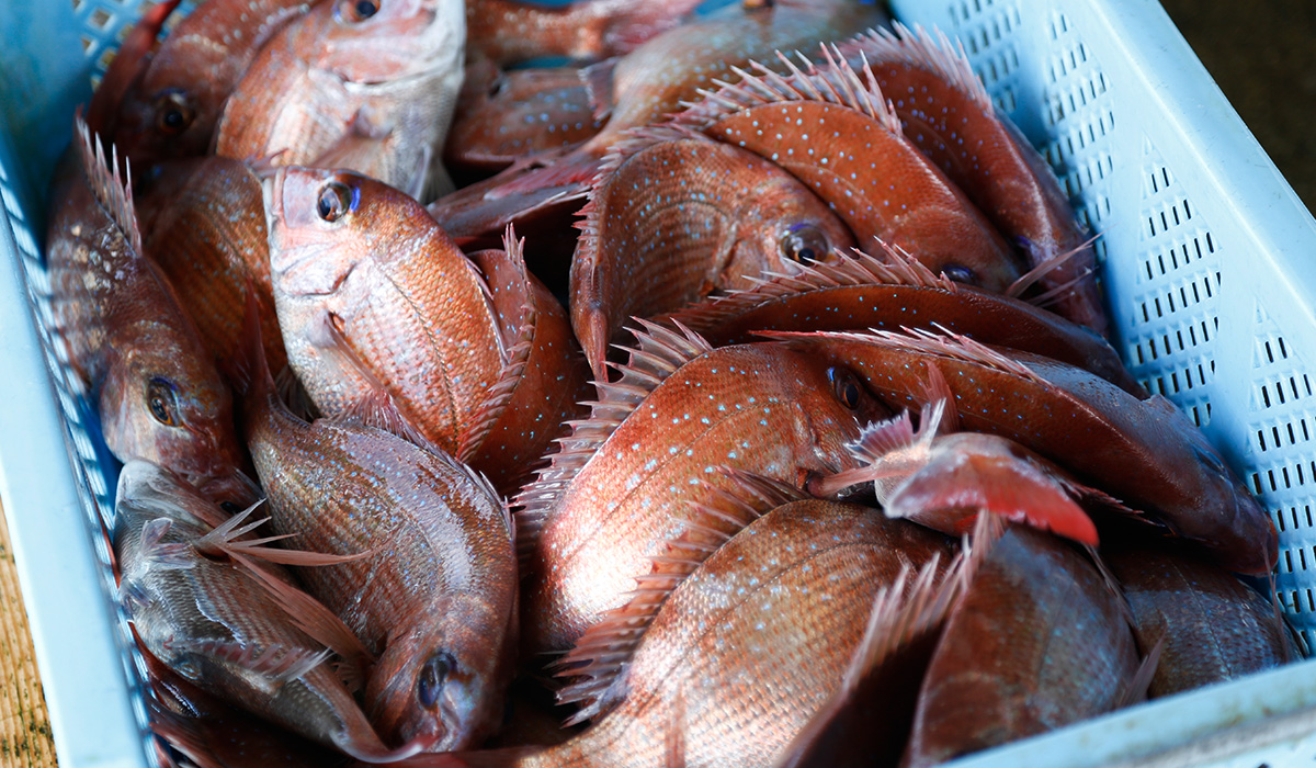 淡路島の食文化
